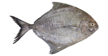 Black Pomfret
